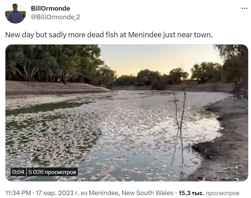 Мертвая рыба в реке Дарлинг около города Менинди