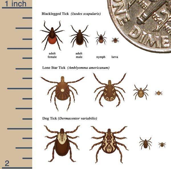 Плакат таксономического определения переносчиков болезни Лайма