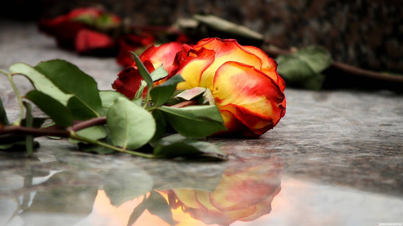 Цветок у вечного огня