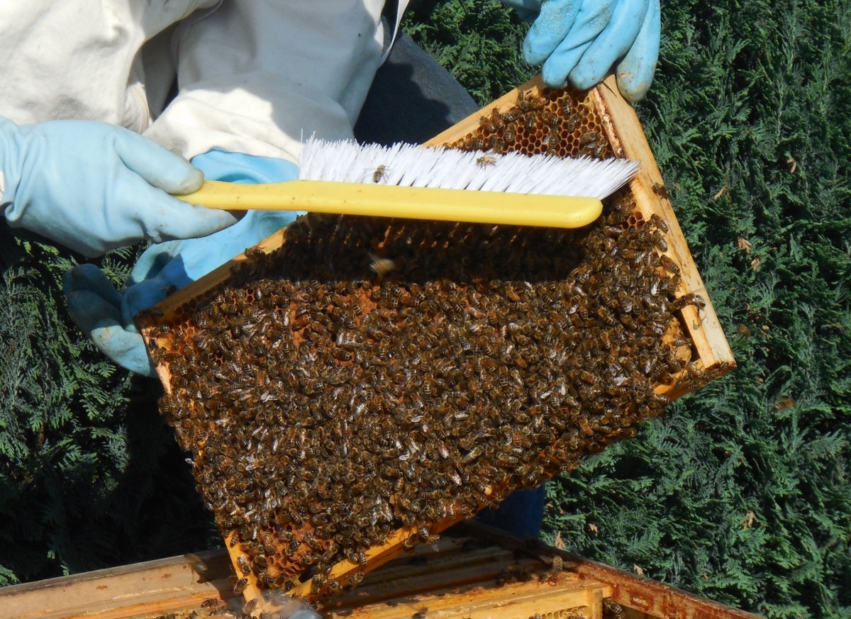 Пчёлы и мёд