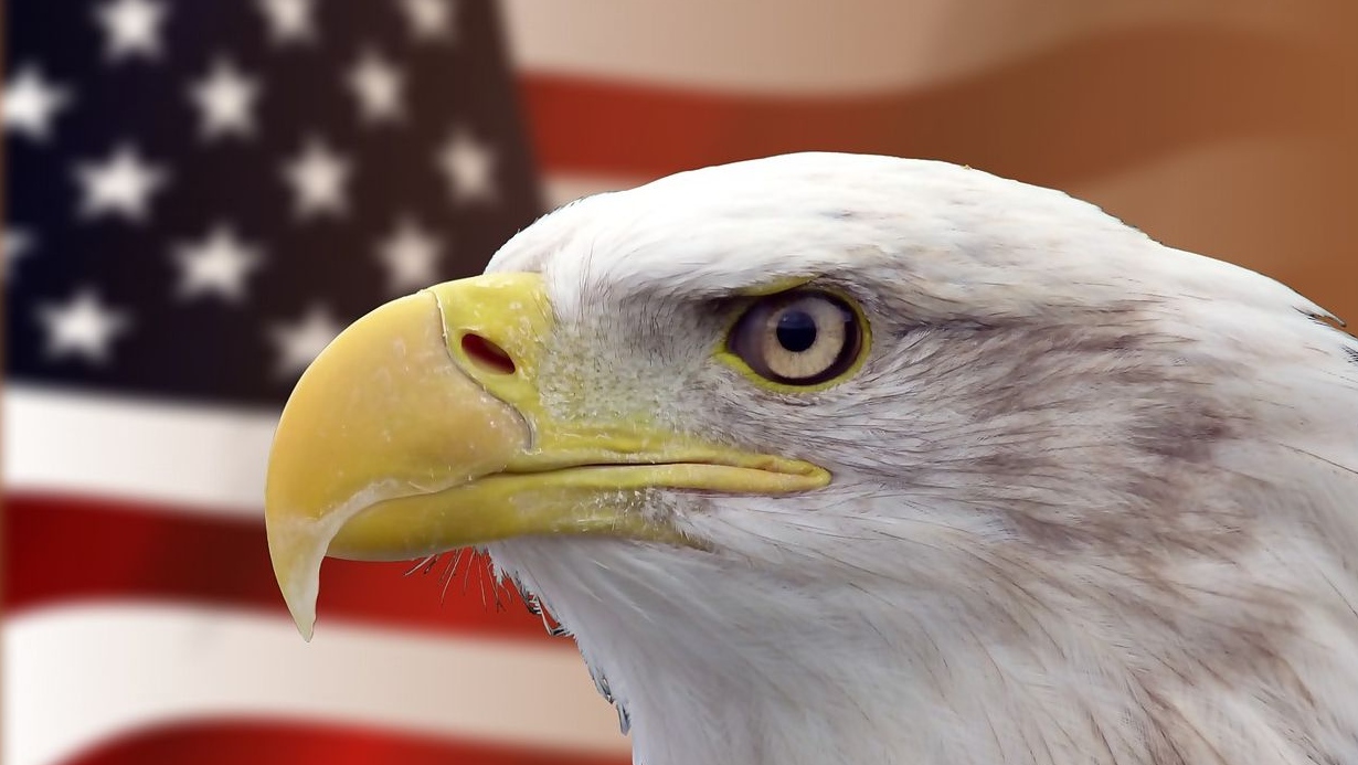 Белоголовый орлан на фоне флага США