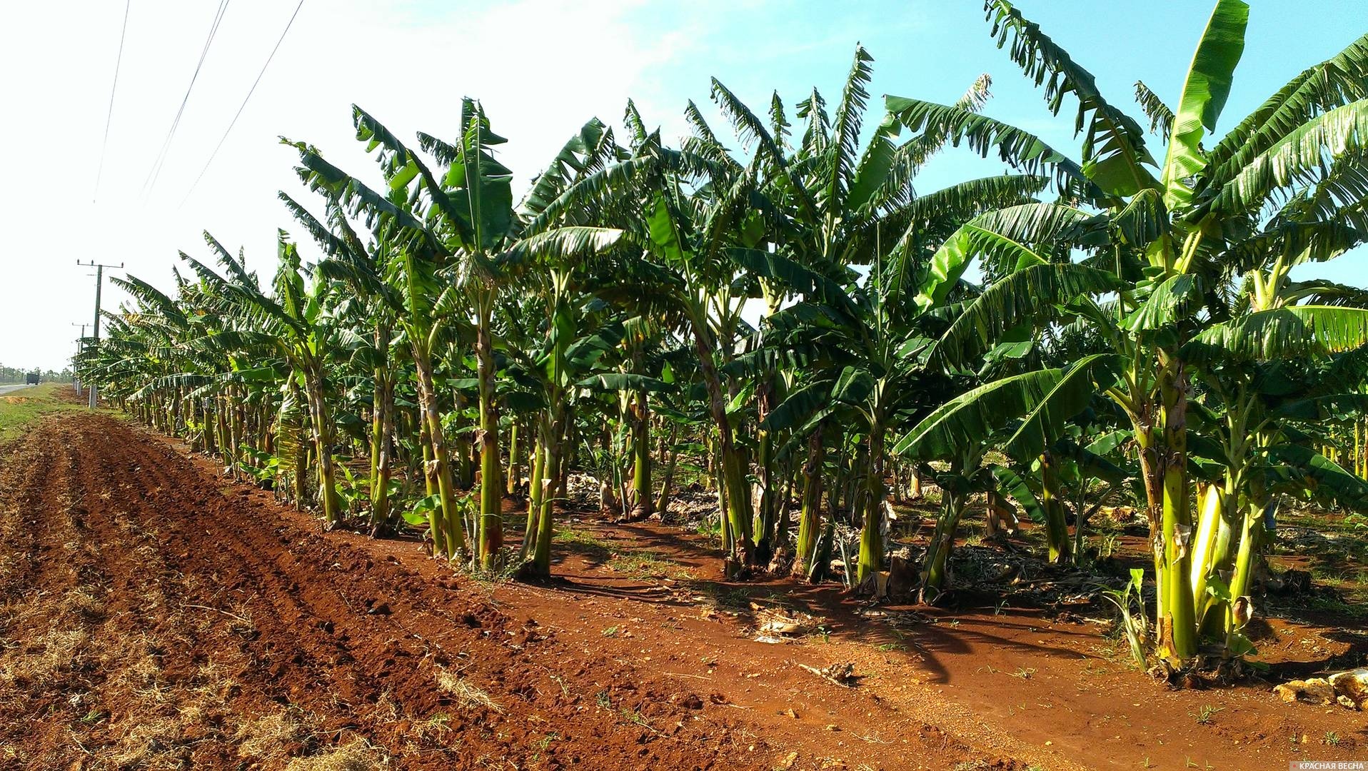 Банановая плантация. Куба