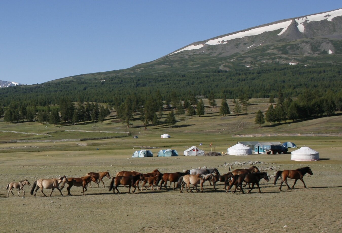 Лошади и юрты у озера Хотон (Сыргал) у Горного Алтая Монголии 