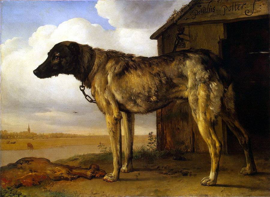 Паулюс Поттер Цепная собака. XVI век