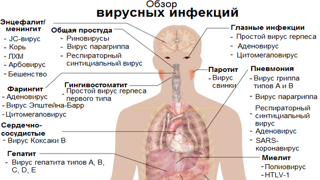 Обзор инфекций