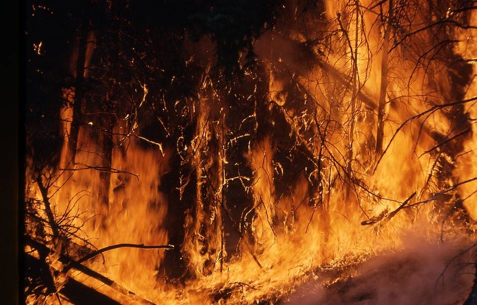 В Пакистане лесной пожар унес жизни четырех человек