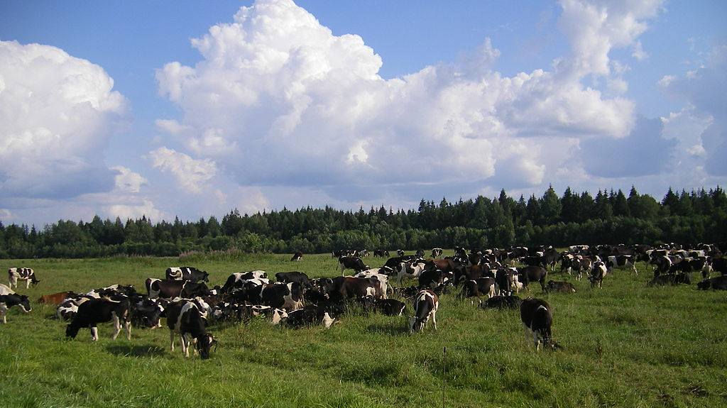 Коровы на пастбище. Белоруссия
