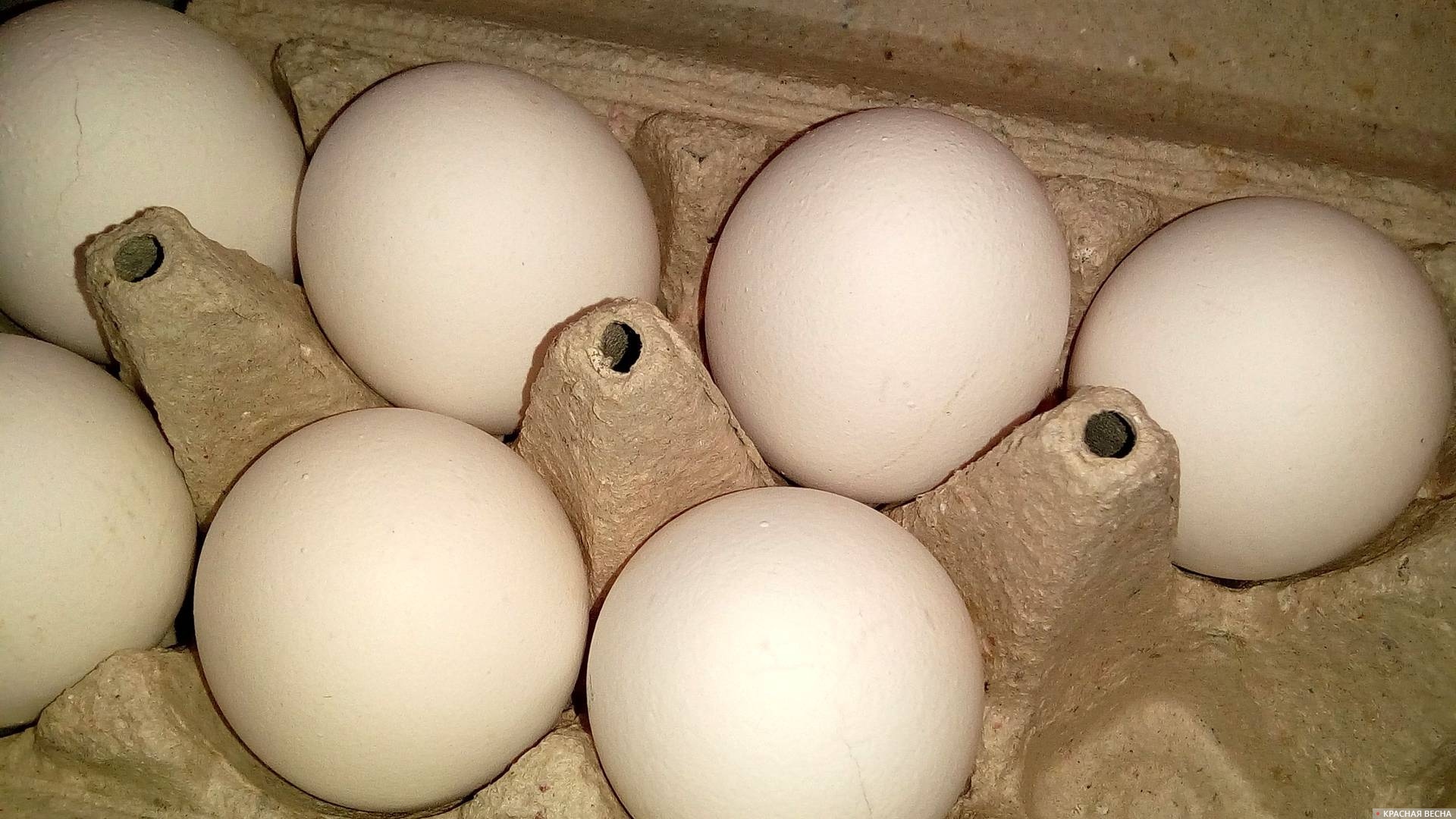 Цены на яйца. Куры и яйца. Просроченные яйца. Армянские яйца. Яйца клуша производитель.