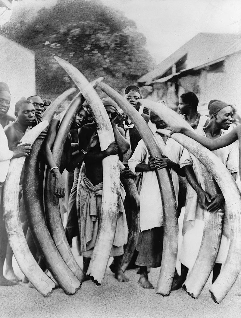 Аборигены со слоновьими клыками, ок. 1900 года