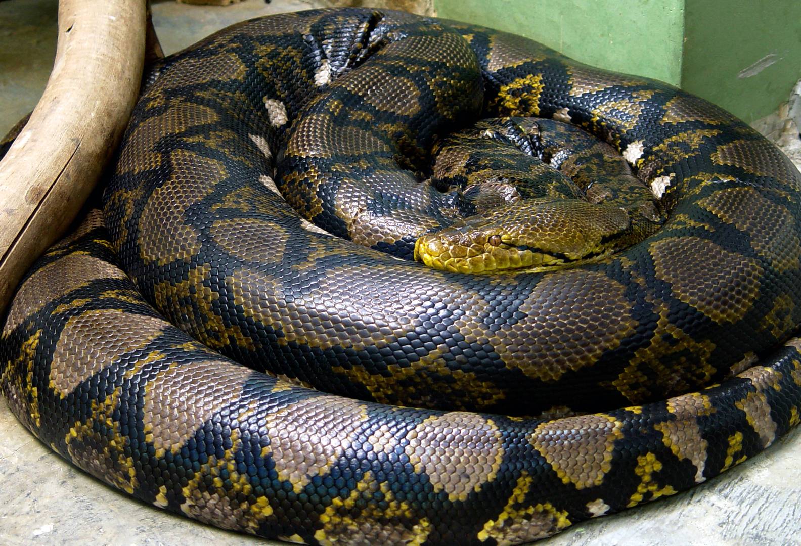 Python reticulatus (сетчатый питон)
