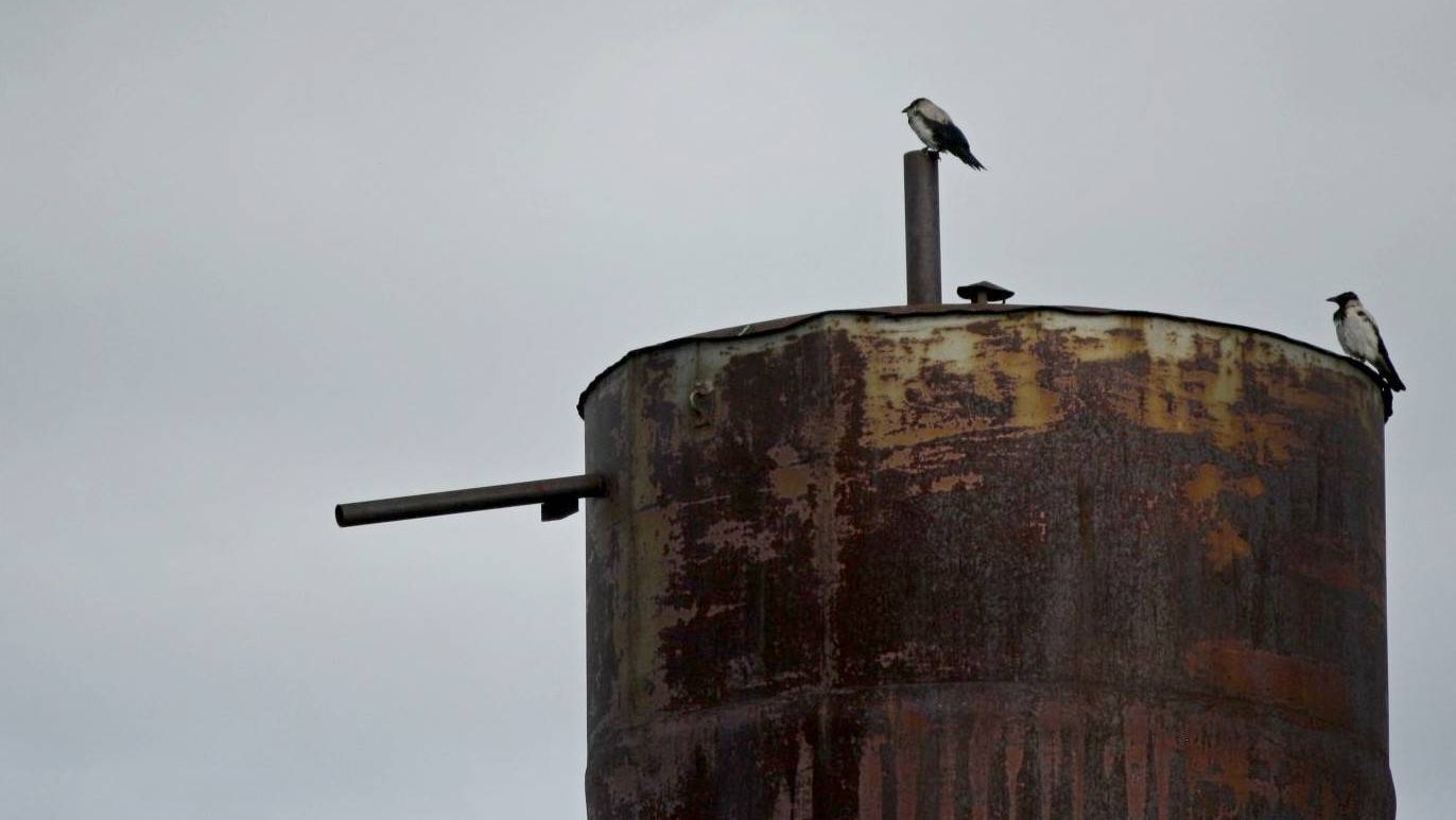 Вороны сидят на водонапорной башне