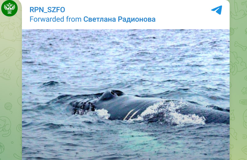 В районе Териберки в Мурманской области нашли горбатого кита, опутанного рыбацкой сетью