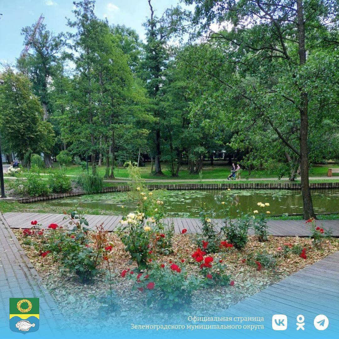 Городской парк в Зеленоградске. 2023 год