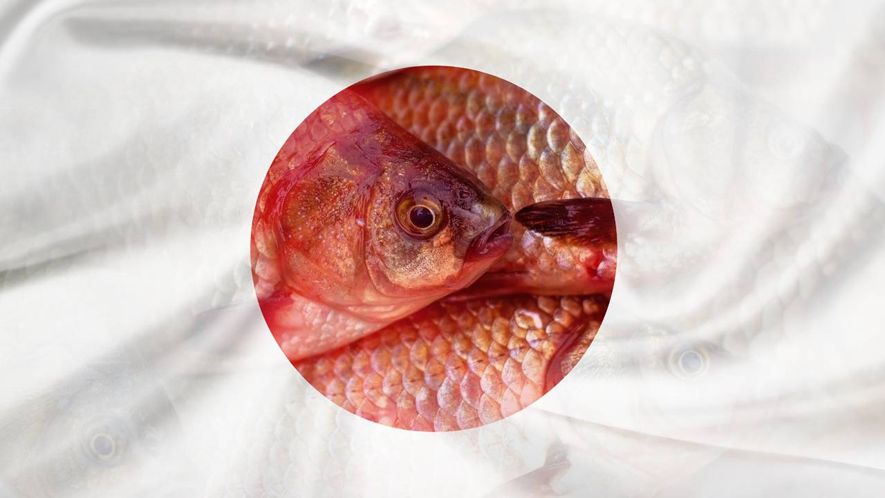 Рыба во флаге Японии