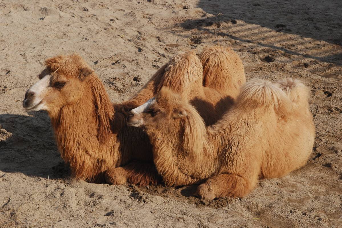 Бактрийские верблюды