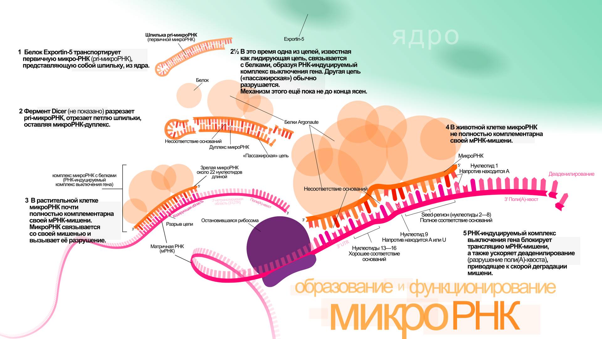 Ученые Томска создали прототип препарата, предотвращающего метастазирование