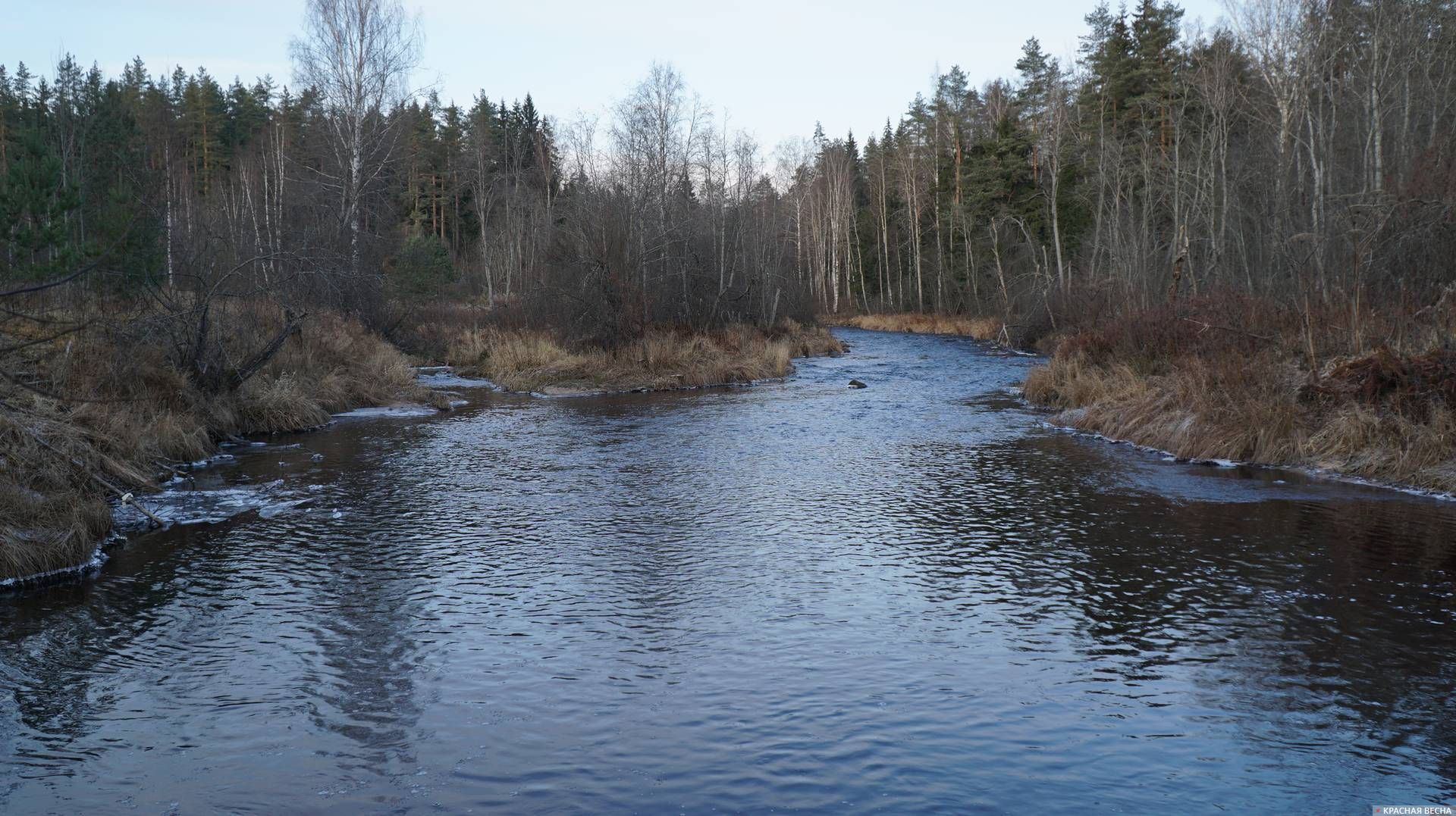 Река Сестра неподалеку от Майнило, бывшая советско-финляндская граница. 23.11.2019