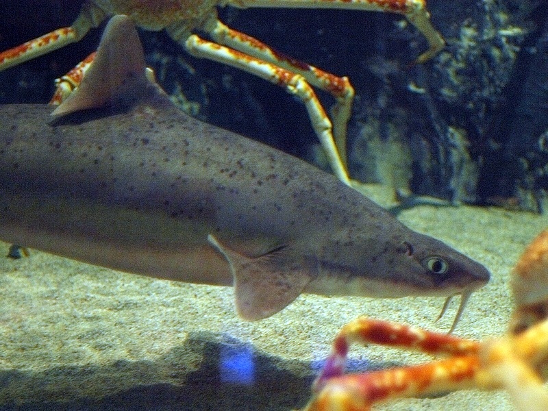 Усатая колючася акула