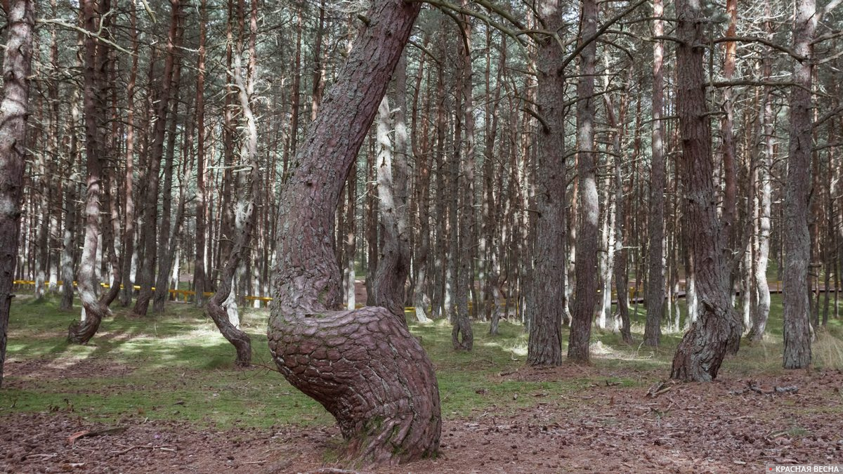 Куршская коса. «Танцующий лес»