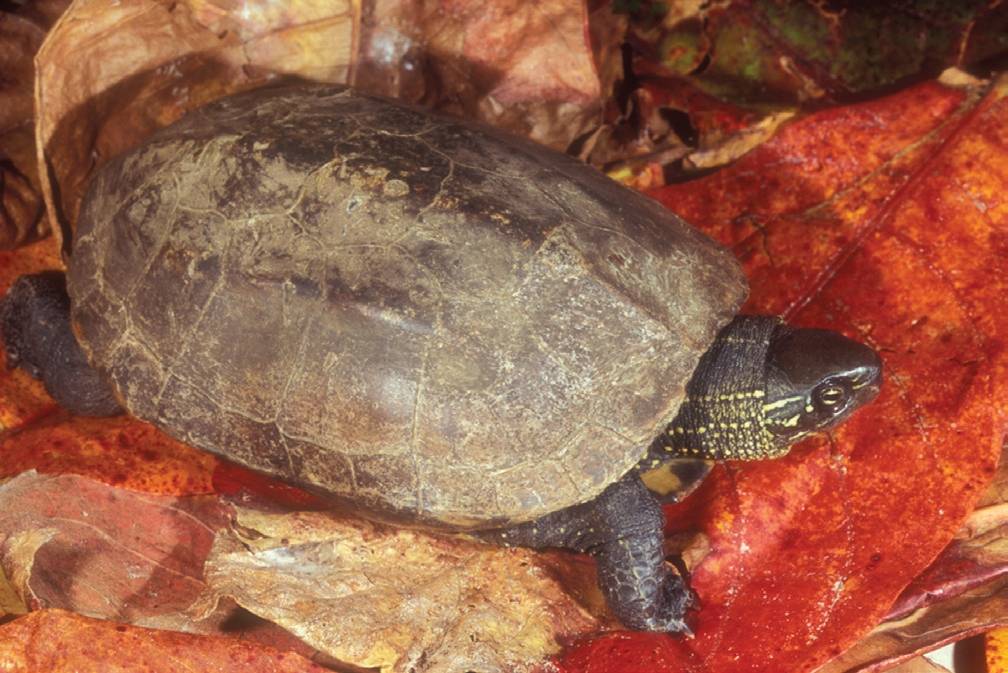 Прудовая черепаха Ривза, или Китайская трехкилевая черепаха