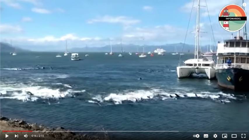 Группа дельфинов плывут к берегу. Скриншот YouTube-канала Informardel