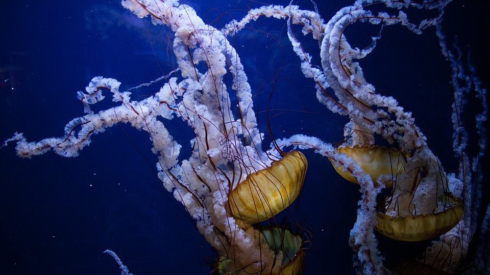 медуза, подводный, океан