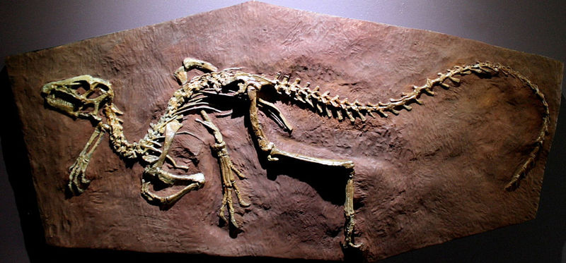Скелет гетеродонтозавра