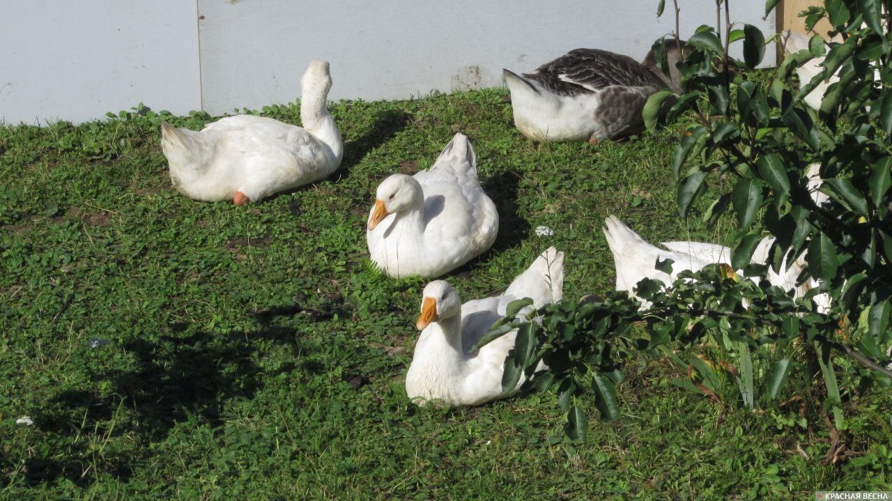 Птичий грипп