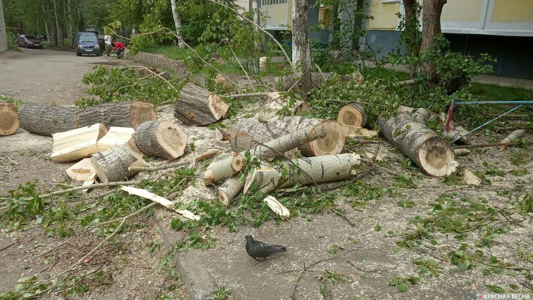 Спиленные деревья во дворе дома № 330 по ул. Байкальской