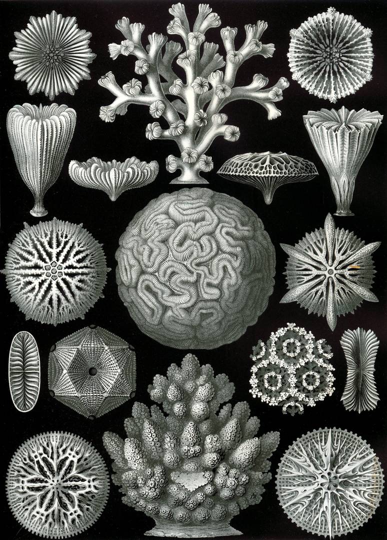 Эрнст Геккель. Красота форм в природе. Оттиск 26 — Шестилучевые кораллы. 1904