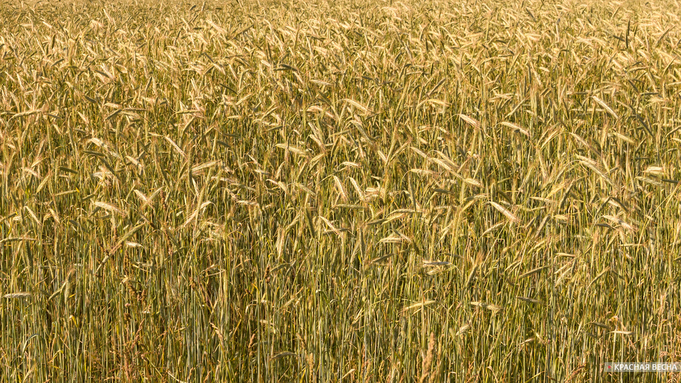 Пшеничное поле [Грук Андрей © ИА Красная Весна]