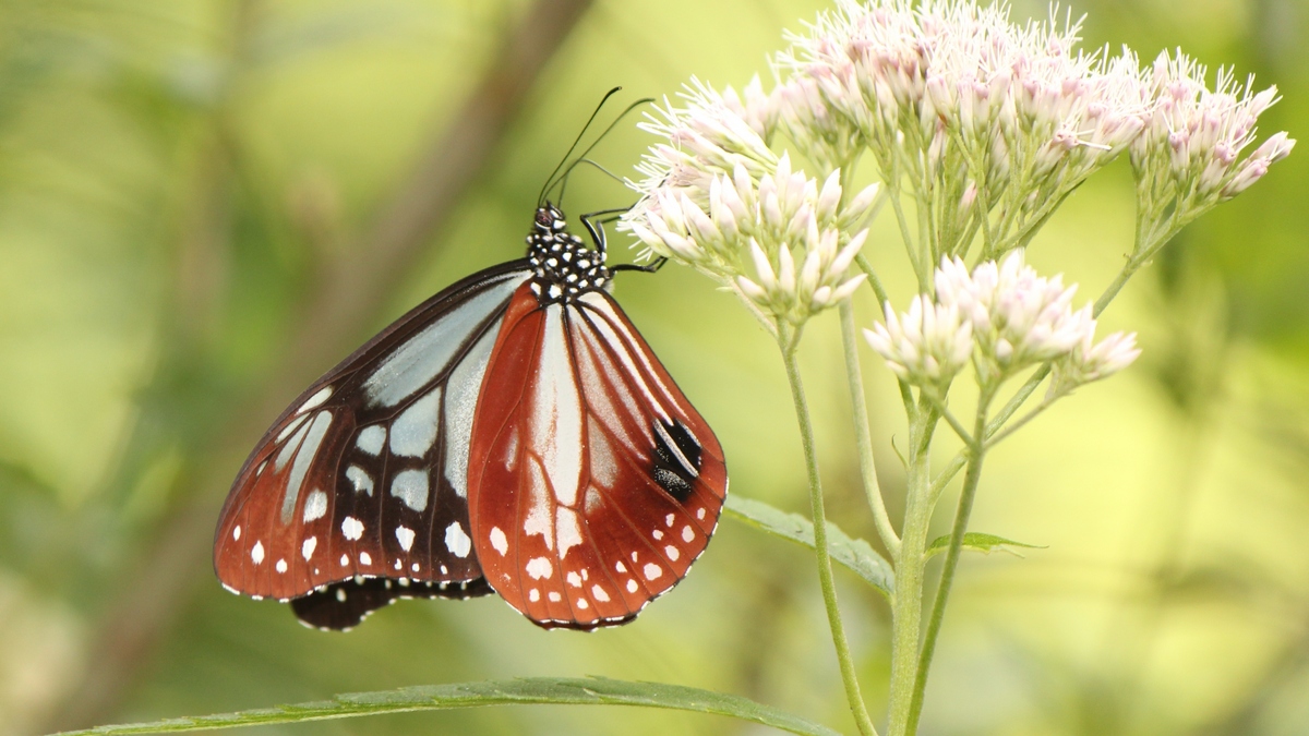 Бабочка Каштановый тигр