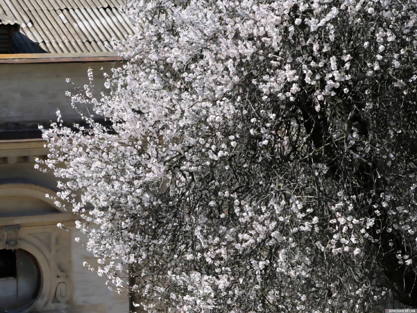 Цветущий миндаль 