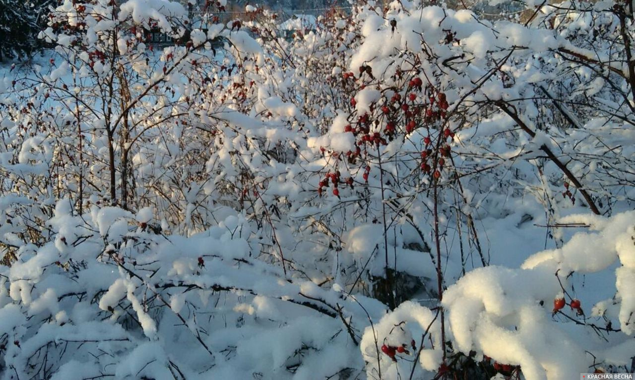 Александровское (Костромская область). Куст шиповника в снегу