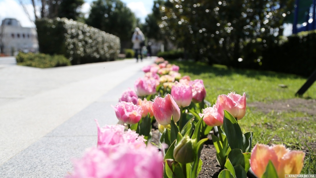 Тюльпаны на Матросском бульваре. Севастополь 