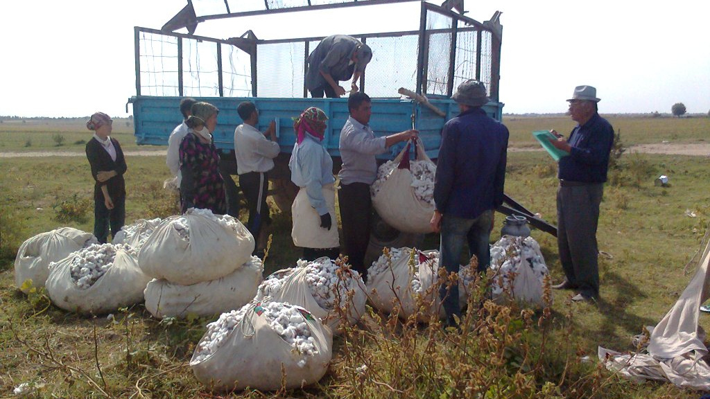 Взвешивание и документирование всего веса собранного хлопка сырца вблизи тракторной тележки, Бука, Ташкентский область, Узбекистан