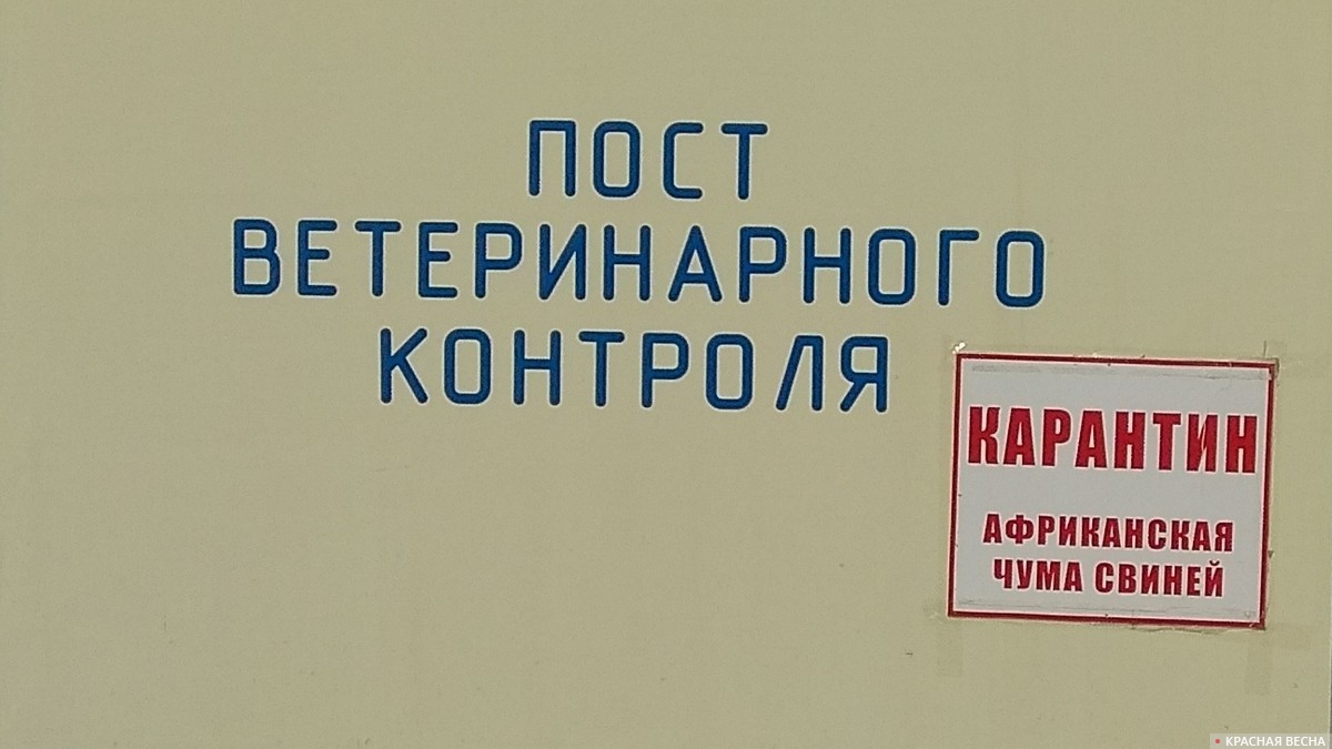 Африканская чума свиней