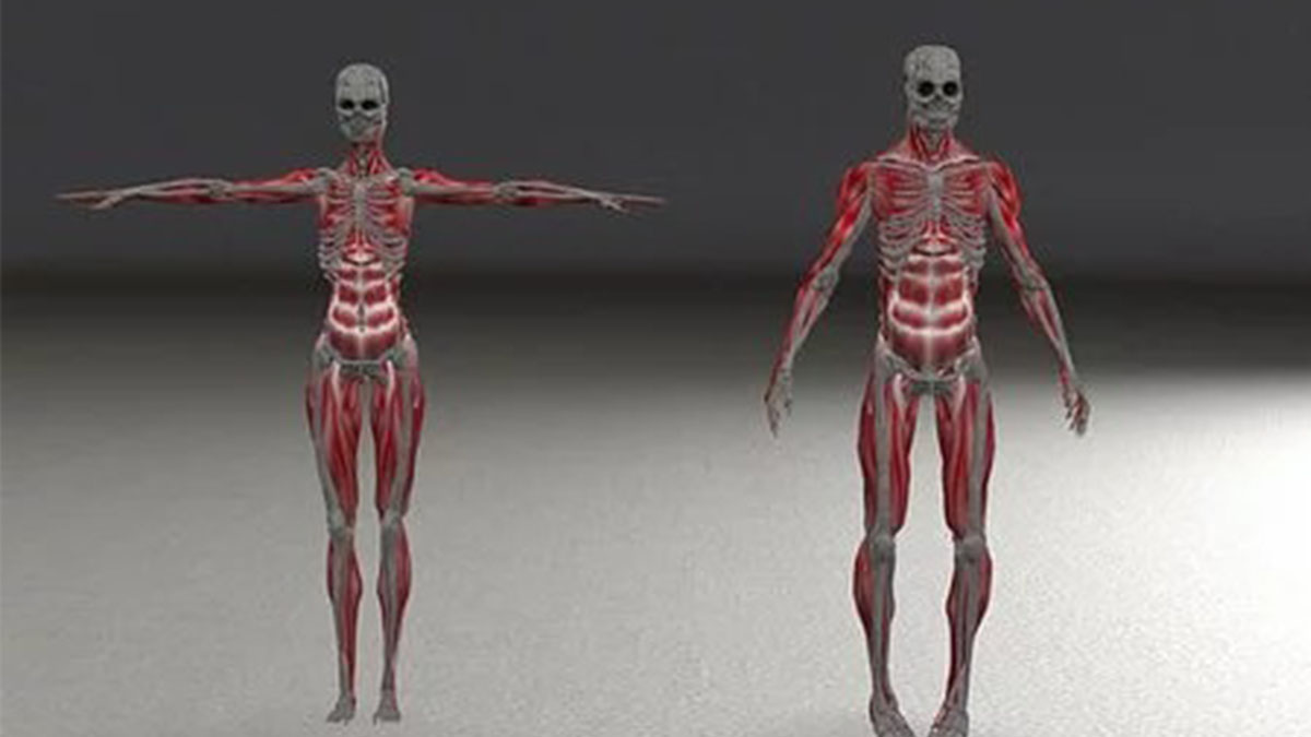 Мышцы скелета