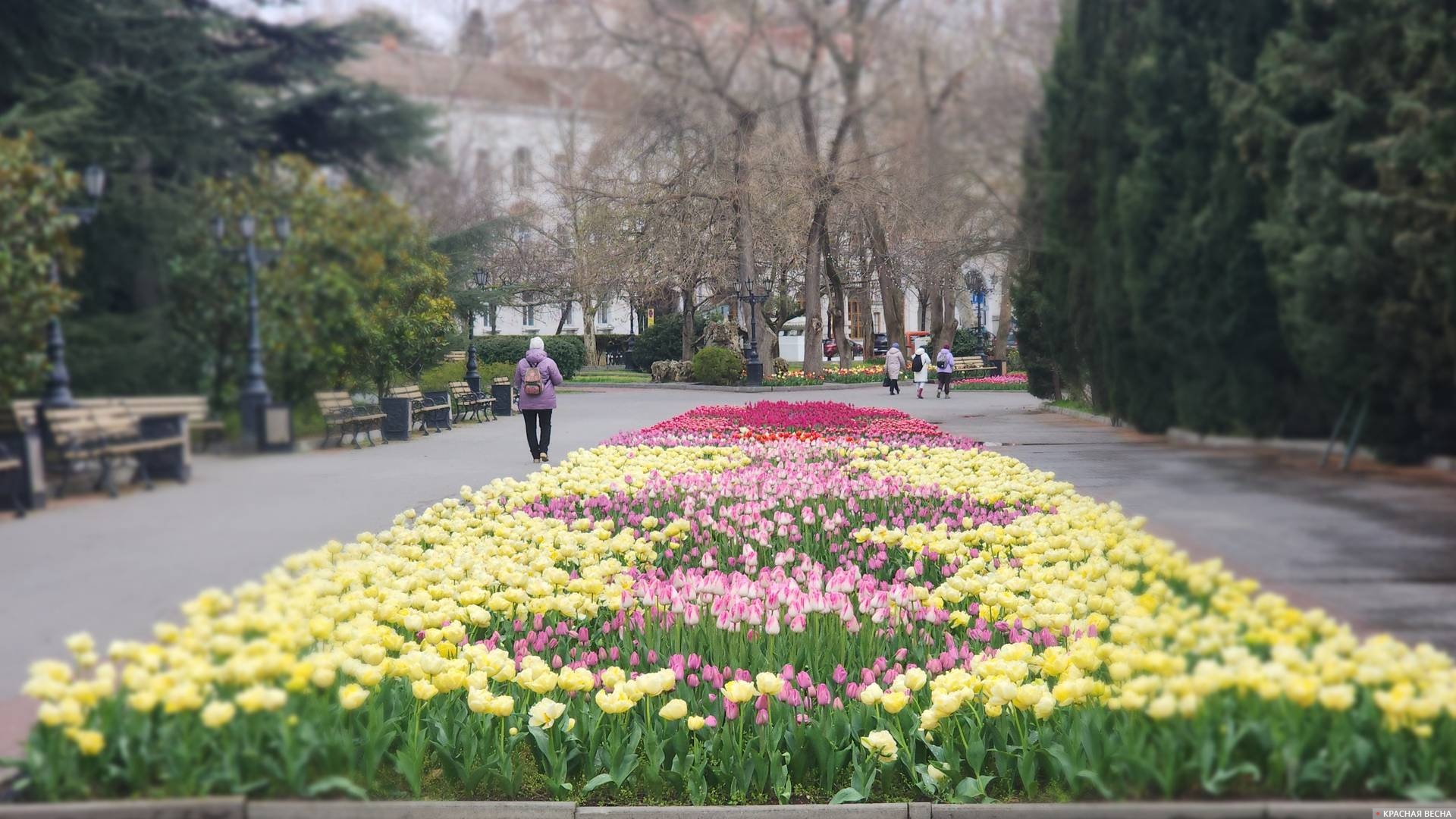 Приморский бульвар в тюльпанах. Севастополь 