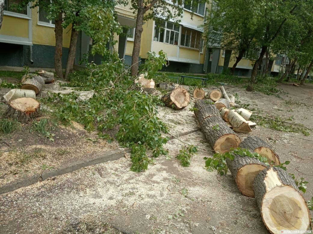 В Иркутске жители пожаловались на массовую вырубку деревьев | ИА Красная  Весна