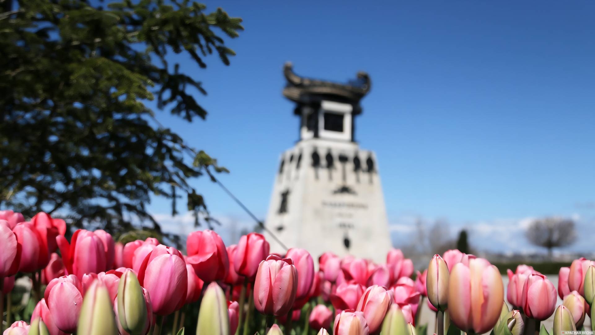 Памятник Казарскому в тюльпанах. Севастополь