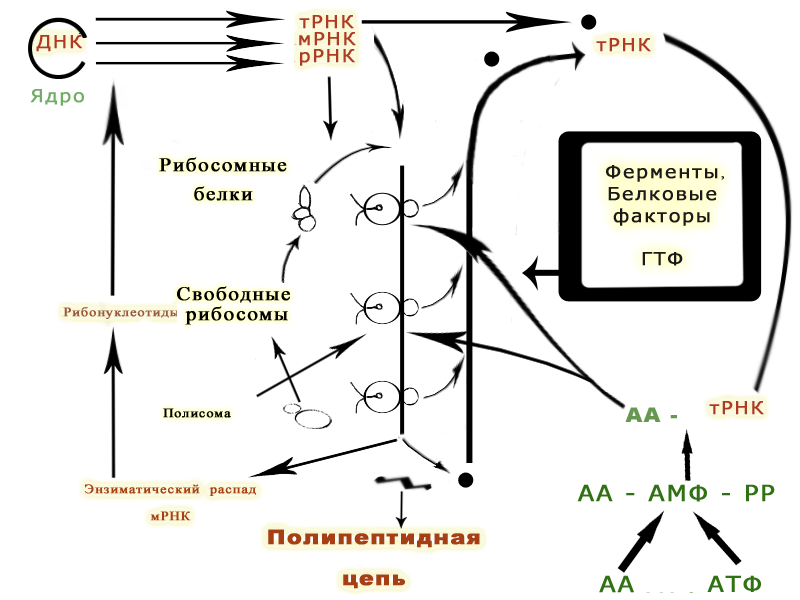 Атф ферменты белки. Эволюция метаболизма, основанного на ДНК. Полисома ДНК. Рибонуклеиновые кислоты в клетках участвуют в. Трансляция биология схема.