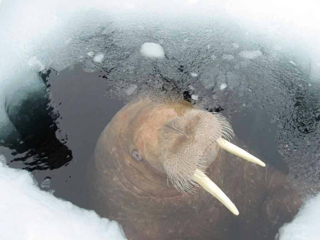 Тихоокеанский морж