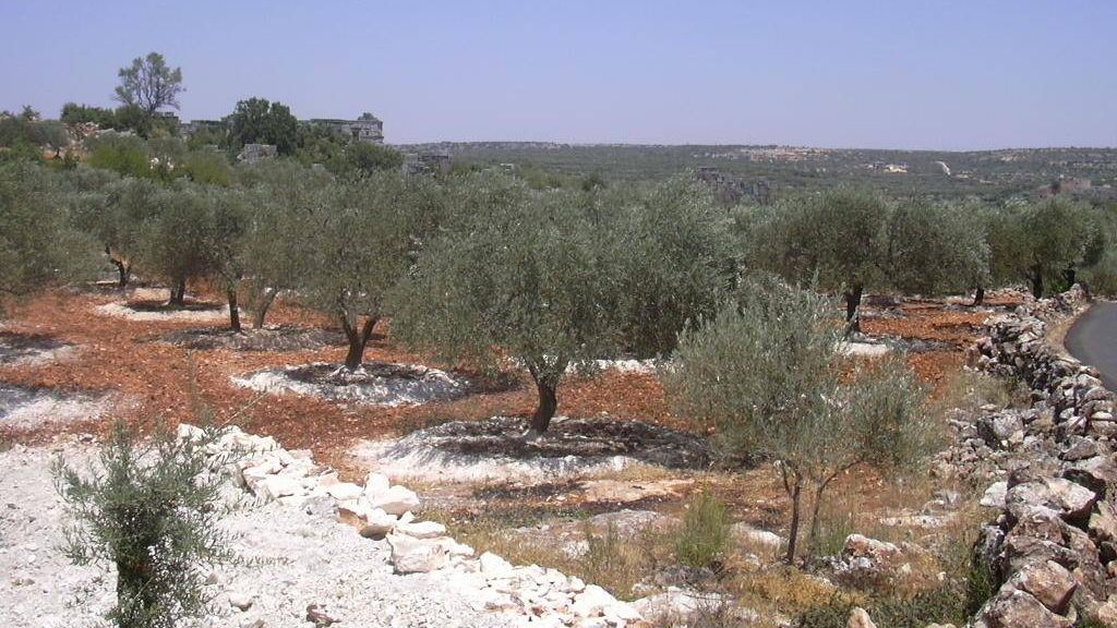 Оливковая роща в окрестностях Идлиба