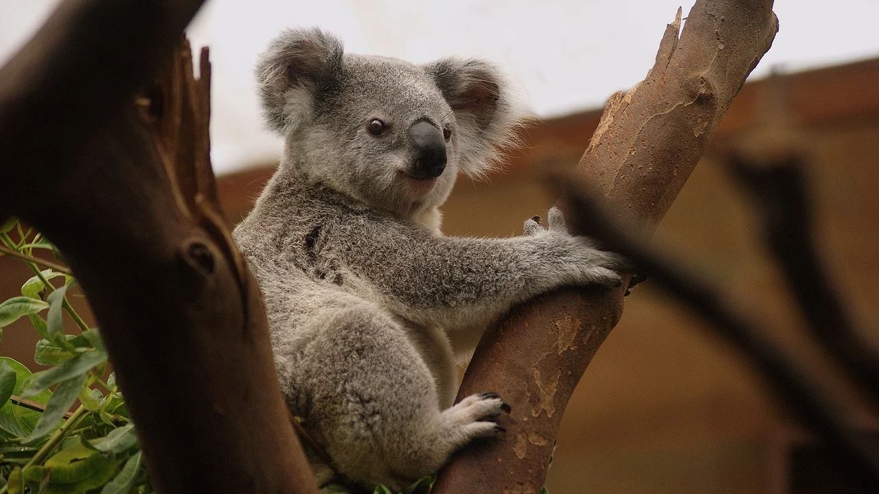 В Австралии создали приложение с вымирающими животными по выборным округам