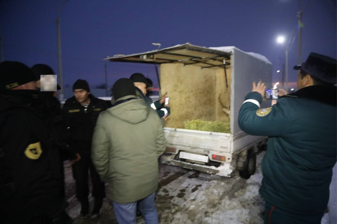 Обнаружение европейского оленя