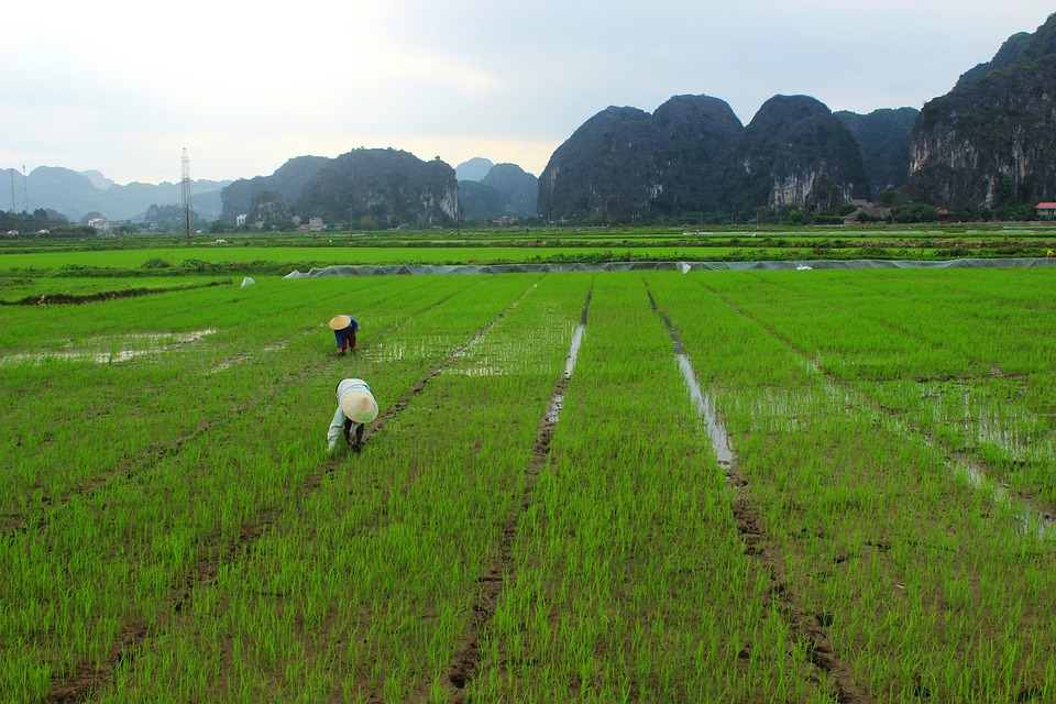 На рисовых полях