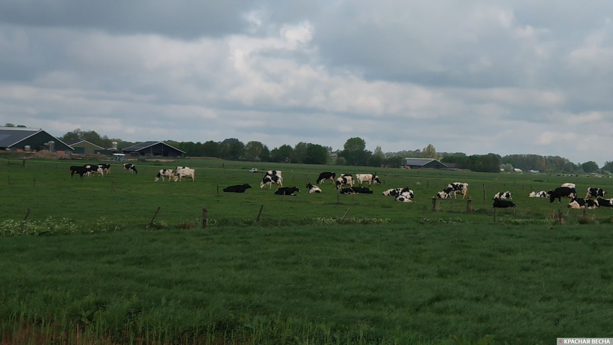 Голландия. Коровы на пастбище
