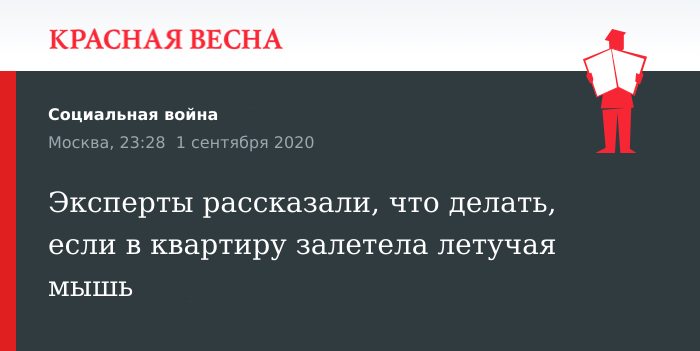 Главное – не паниковать: что делать, если в квартиру залетела летучая мышь – Москва 24, 